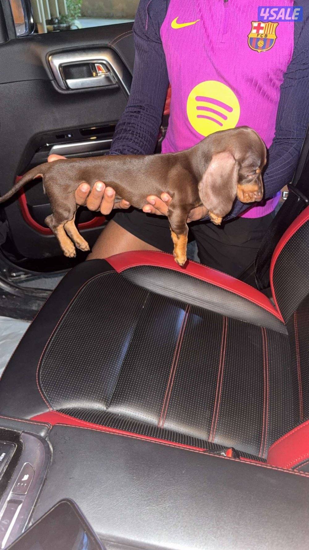 للبيع ذكر ميني داتشهوند من روسيا عمره شهرين ونص معاه دفتر تطعيماته2