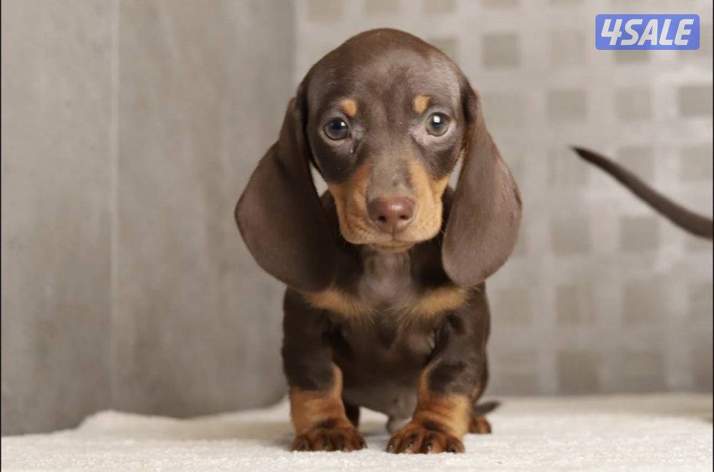 للبيع ذكر ميني داتشهوند من روسيا عمره شهرين ونص معاه دفتر تطعيماته3