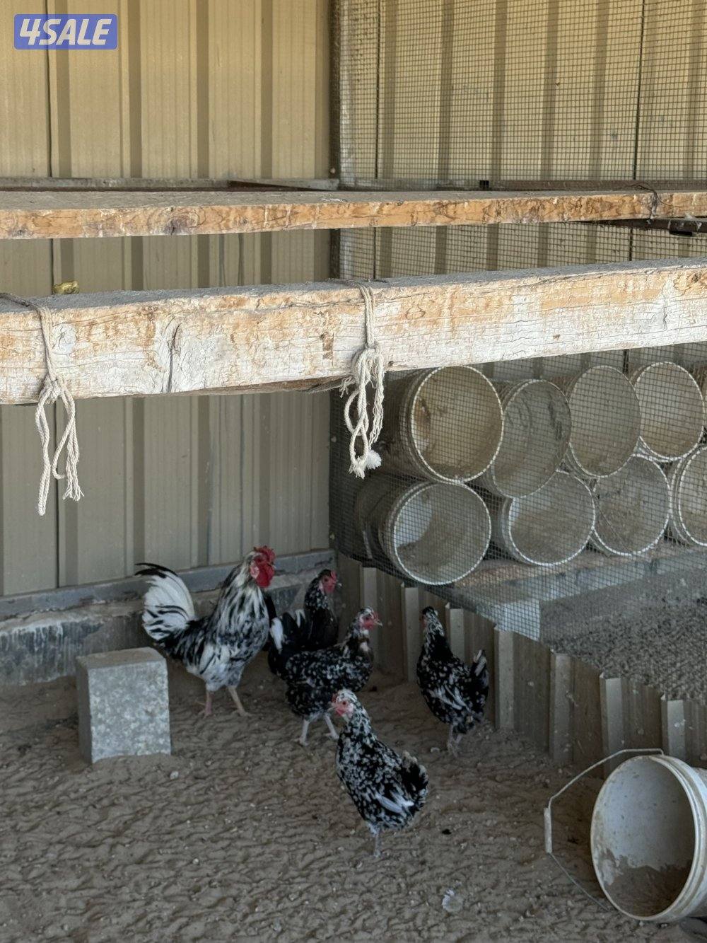 السلام عليكم مجموعة دجاج اربع وديك + وثلاثين دجاجه العمر شهرين او يزود0