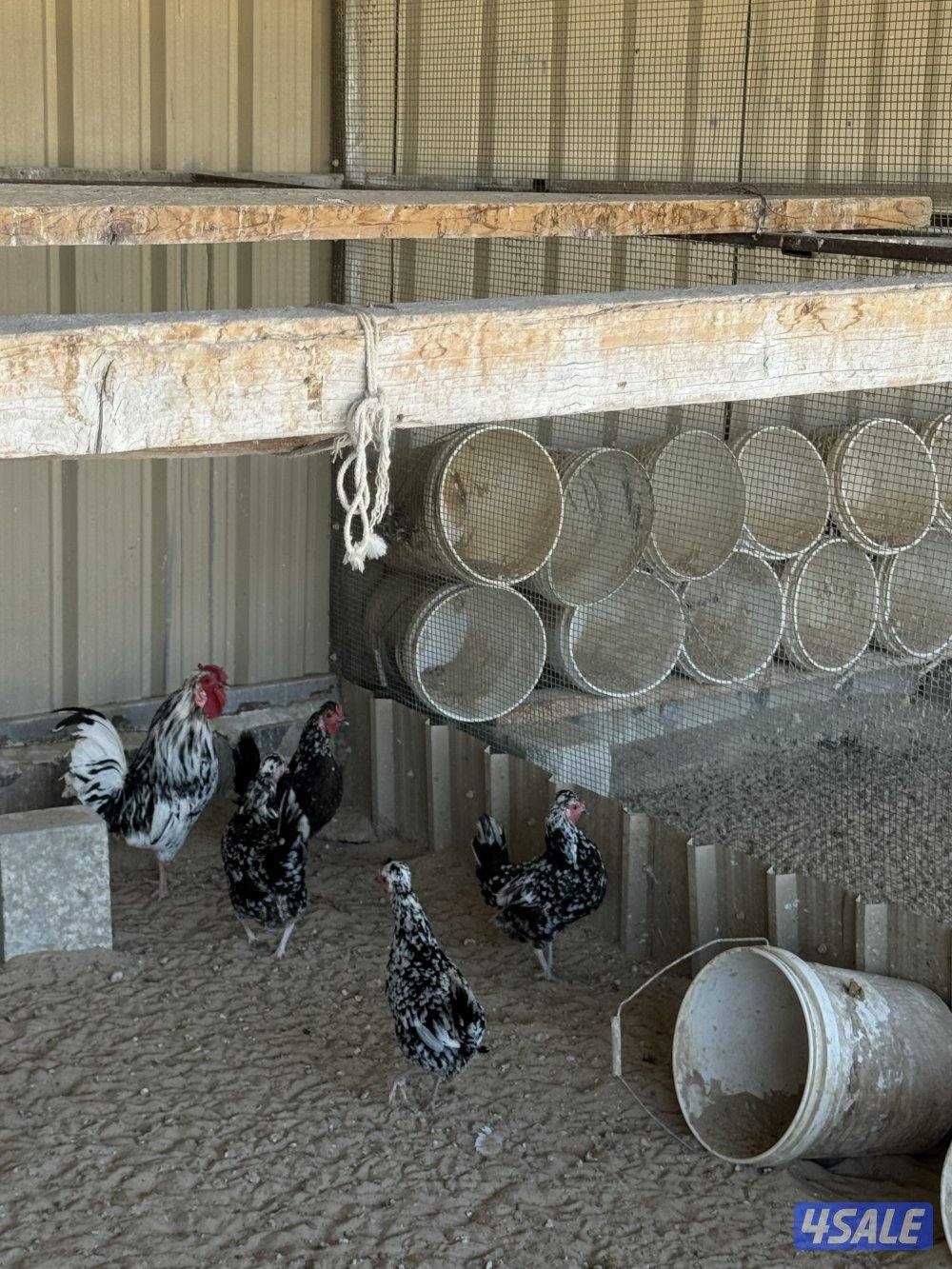 السلام عليكم مجموعة دجاج اربع وديك + وثلاثين دجاجه العمر شهرين او يزود1
