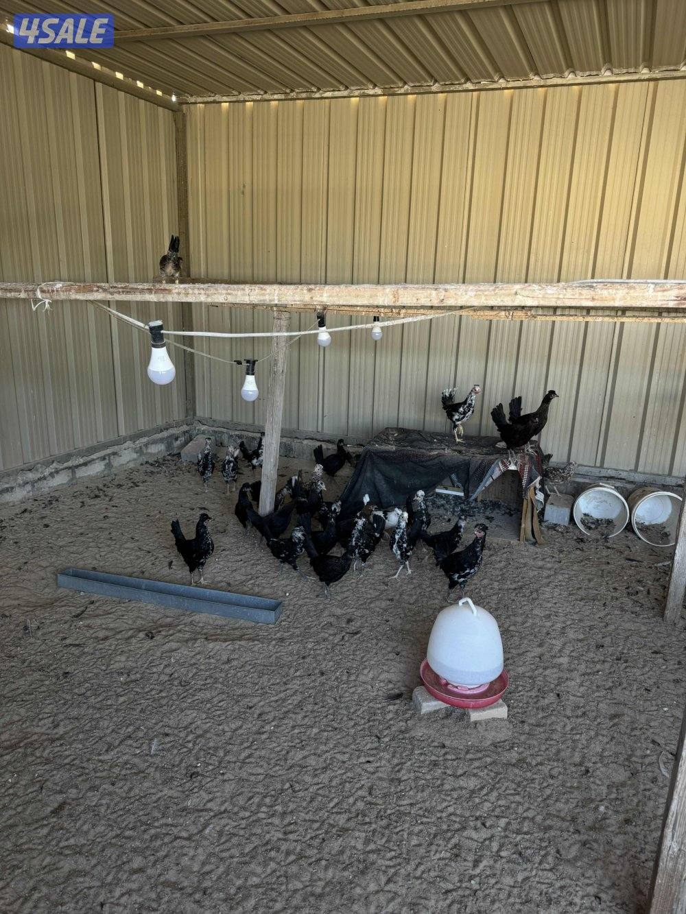 السلام عليكم مجموعة دجاج اربع وديك + وثلاثين دجاجه العمر شهرين او يزود2