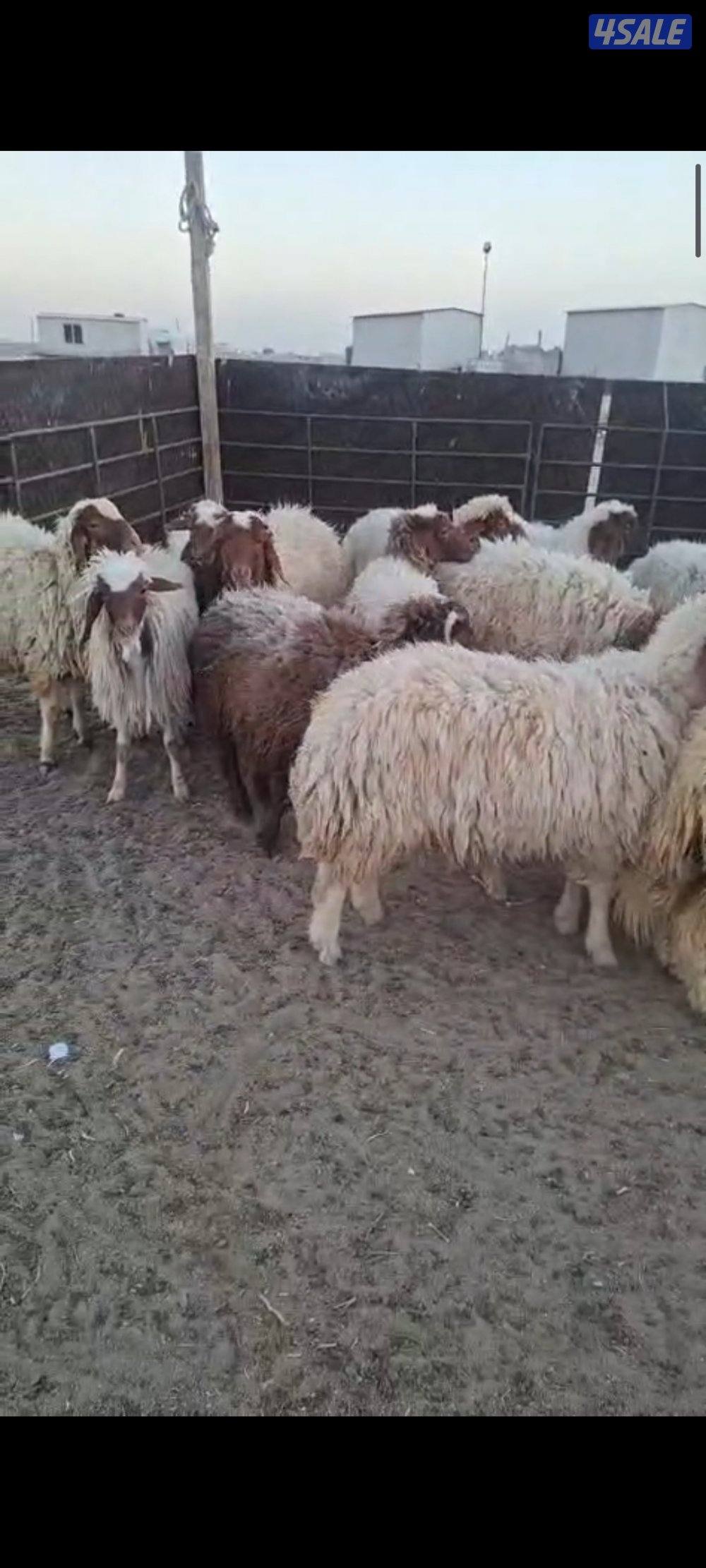 ذبايح شفالي1