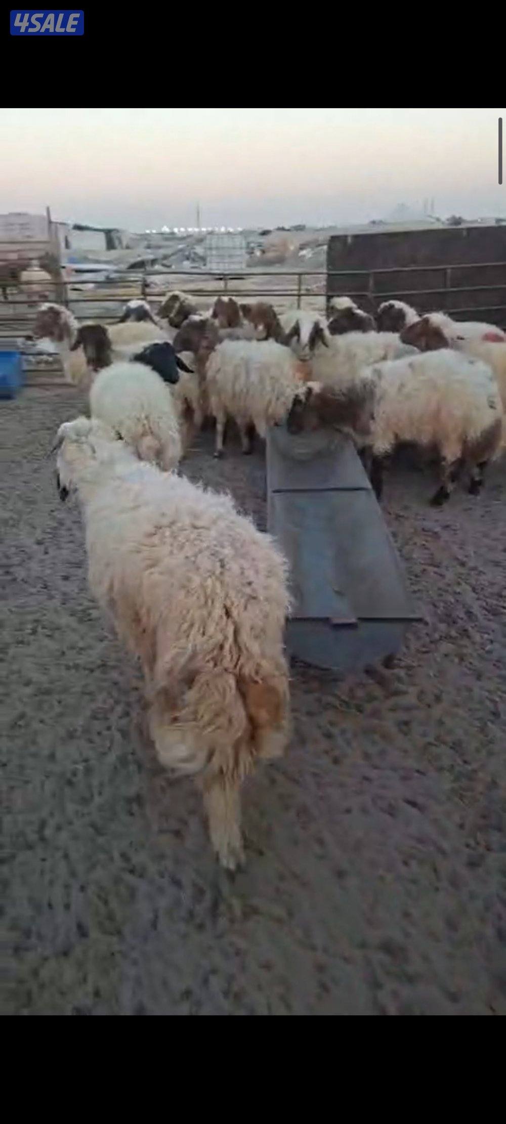 ذبايح شفالي2