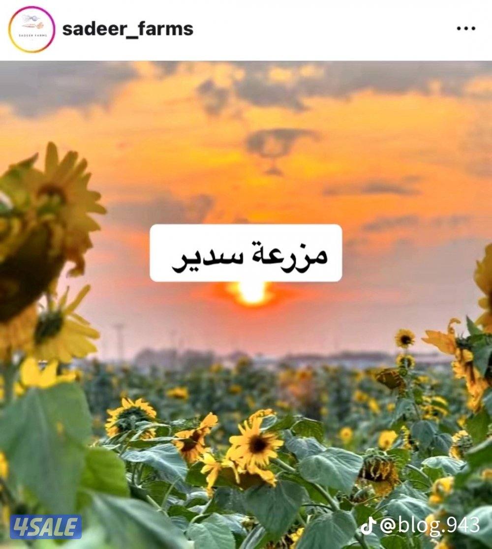 نص سرداب  150 متر تقريبا0