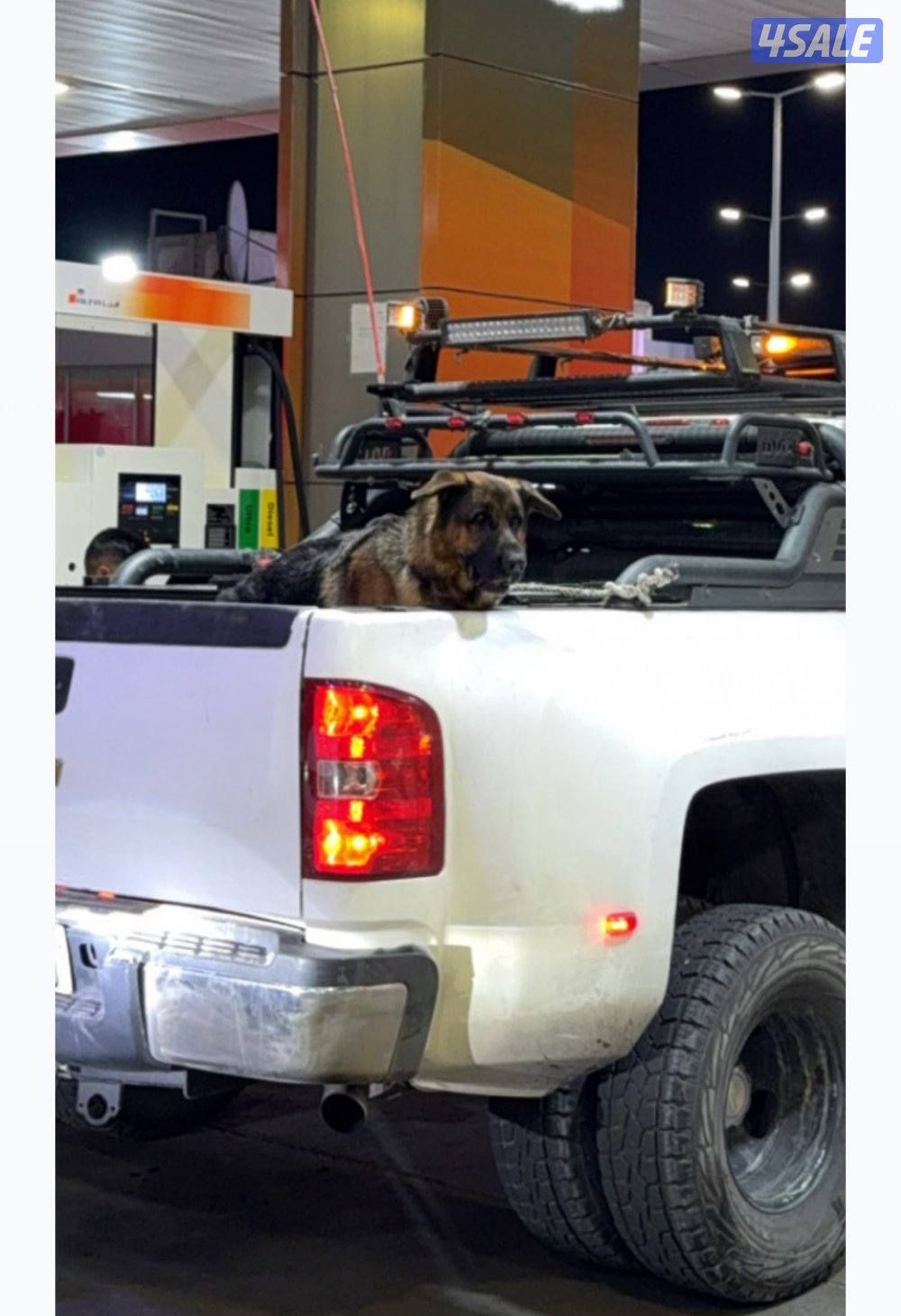 جيرمن شيبرد محترم🌹0