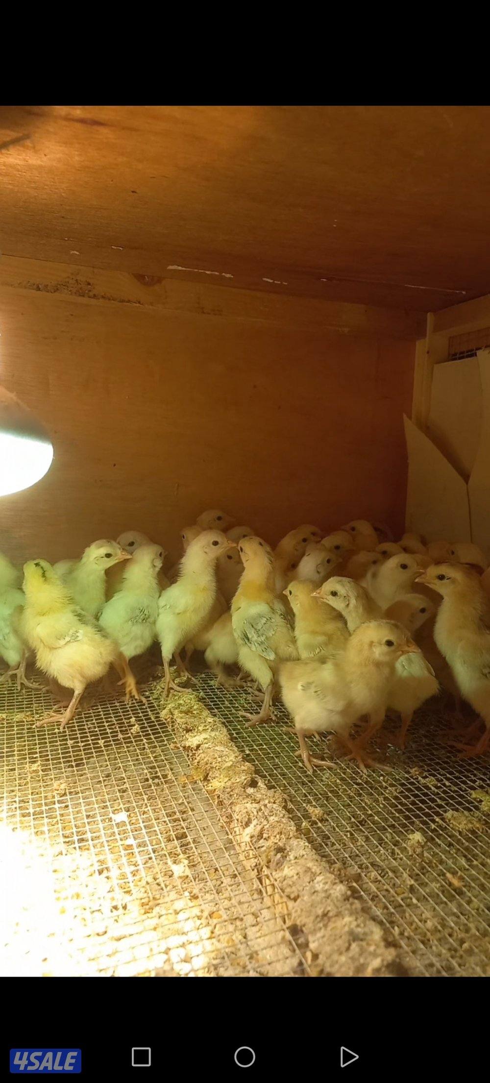 للبيع فروخ عربي ترثه0