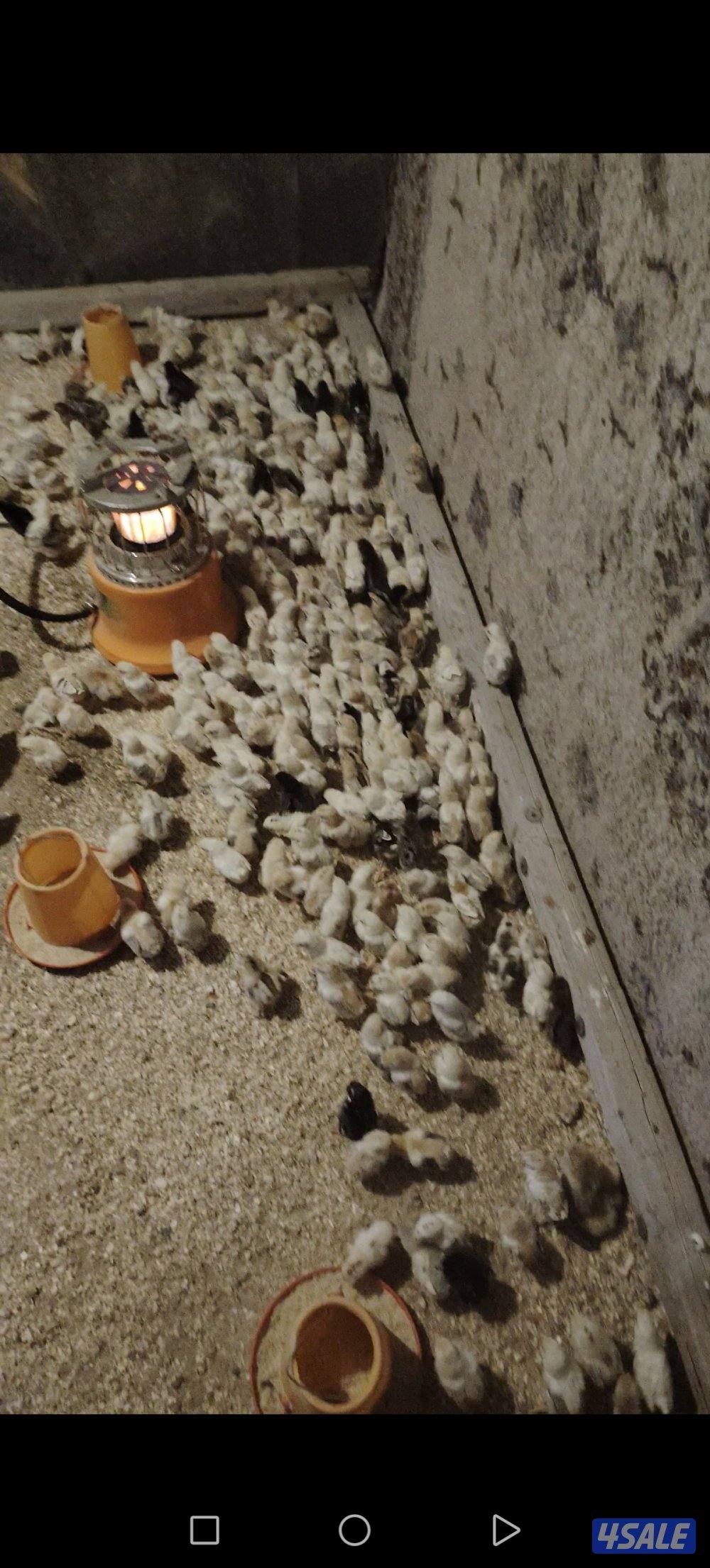 للبيع فروخ عربي ترثه1