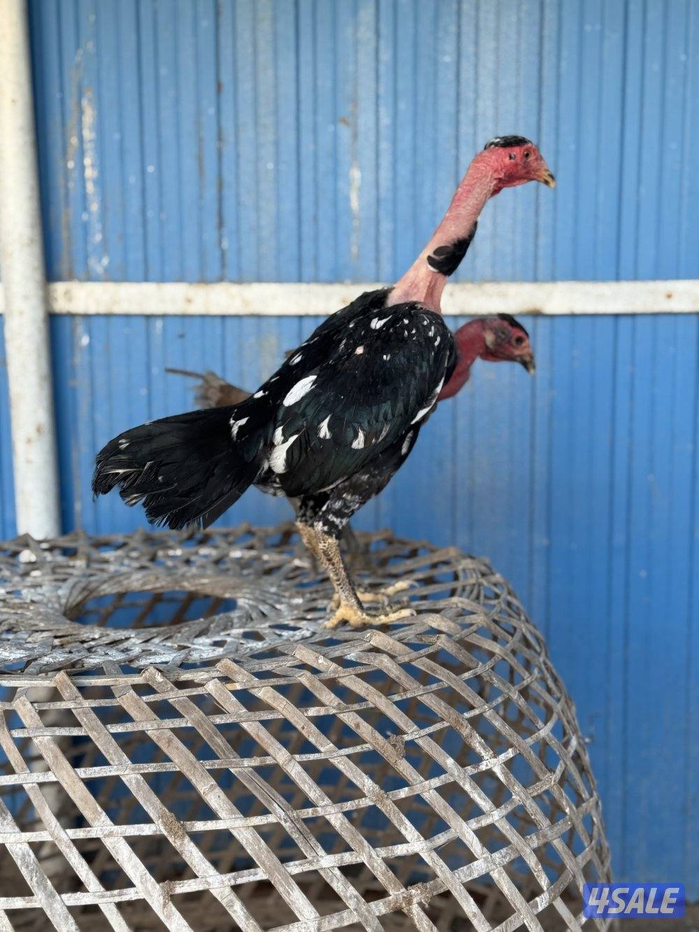 للبيع تايلندي رفيع وفتنامي1