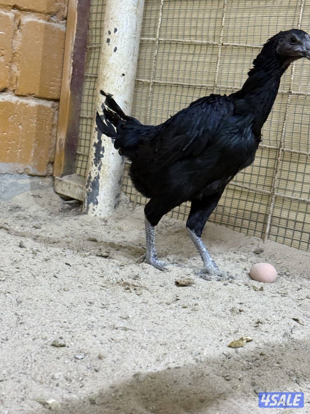 للبيع تايلندي رفيع وفتنامي2