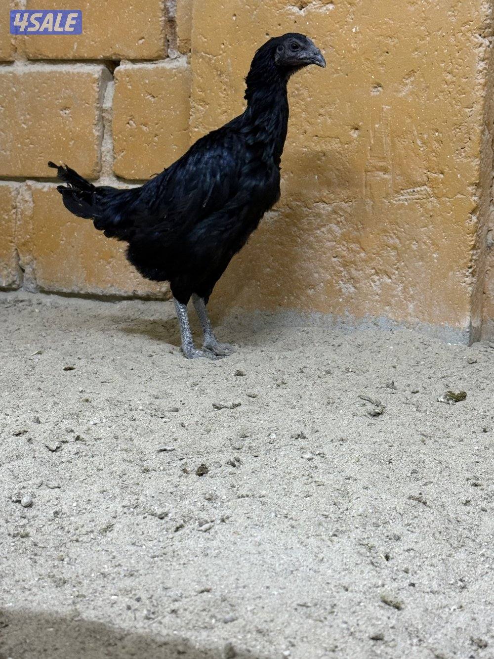 للبيع تايلندي رفيع وفتنامي3