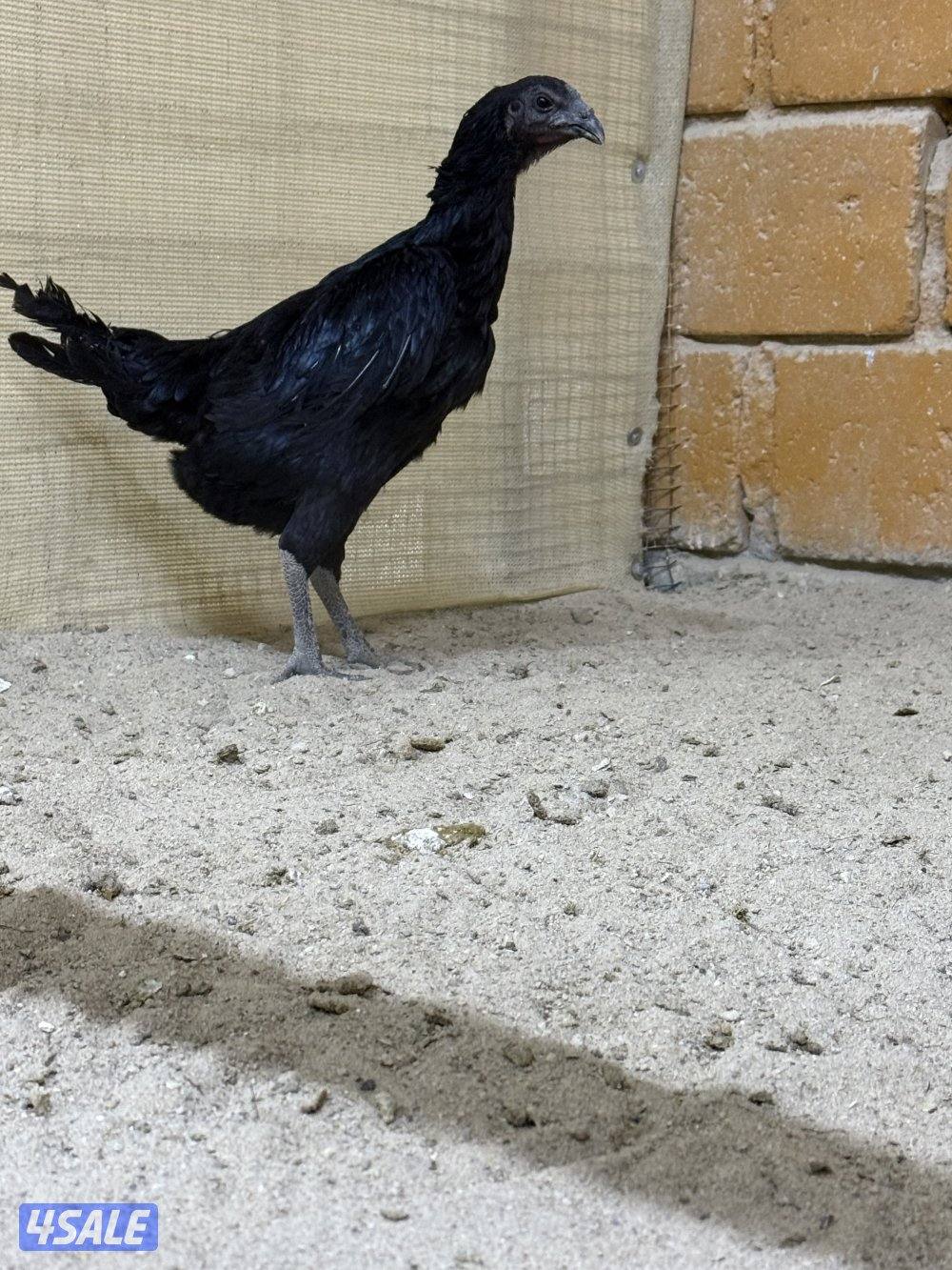 للبيع تايلندي رفيع وفتنامي4