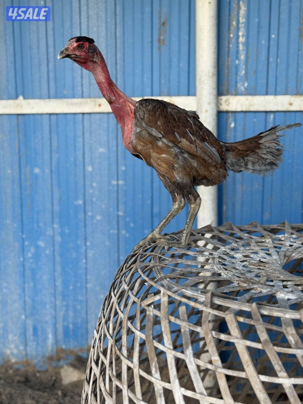 للبيع تايلندي رفيع وفتنامي5