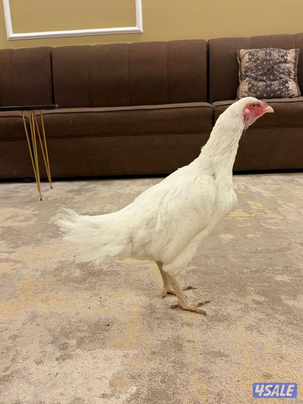 للبيع تايلندي رفيع وفتنامي6