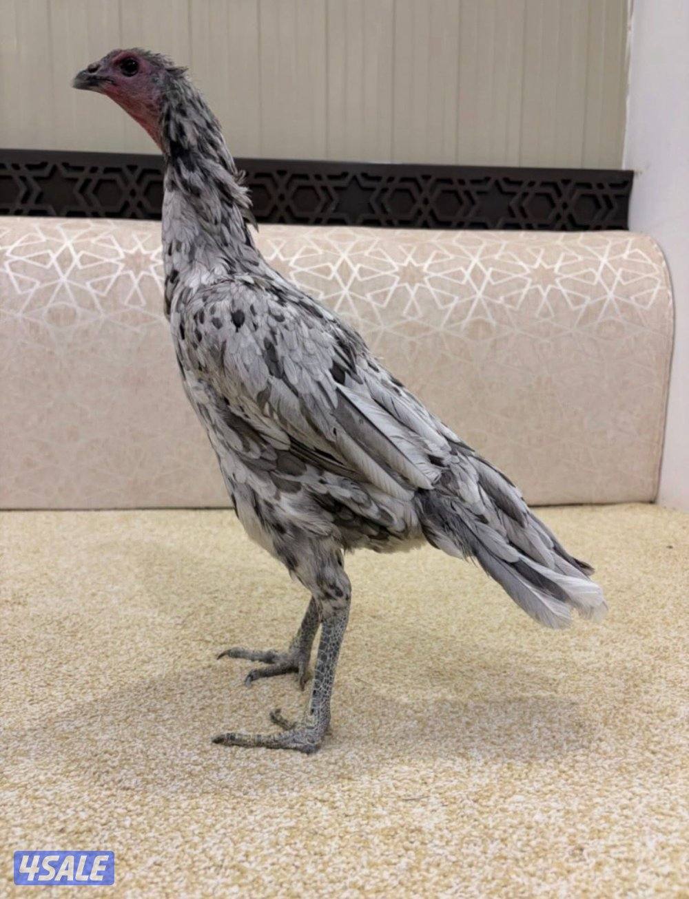 للبيع تايلندي رفيع وفتنامي7