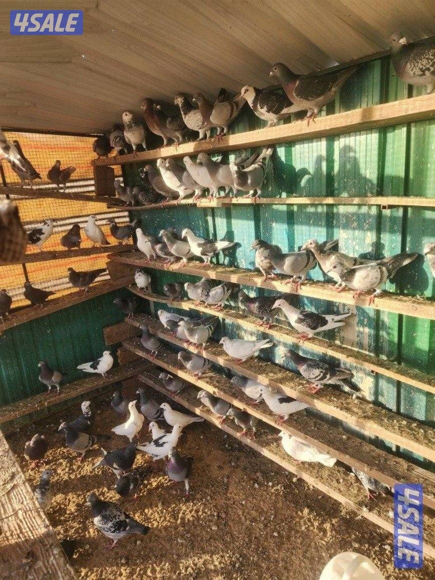 طريق الارتال3