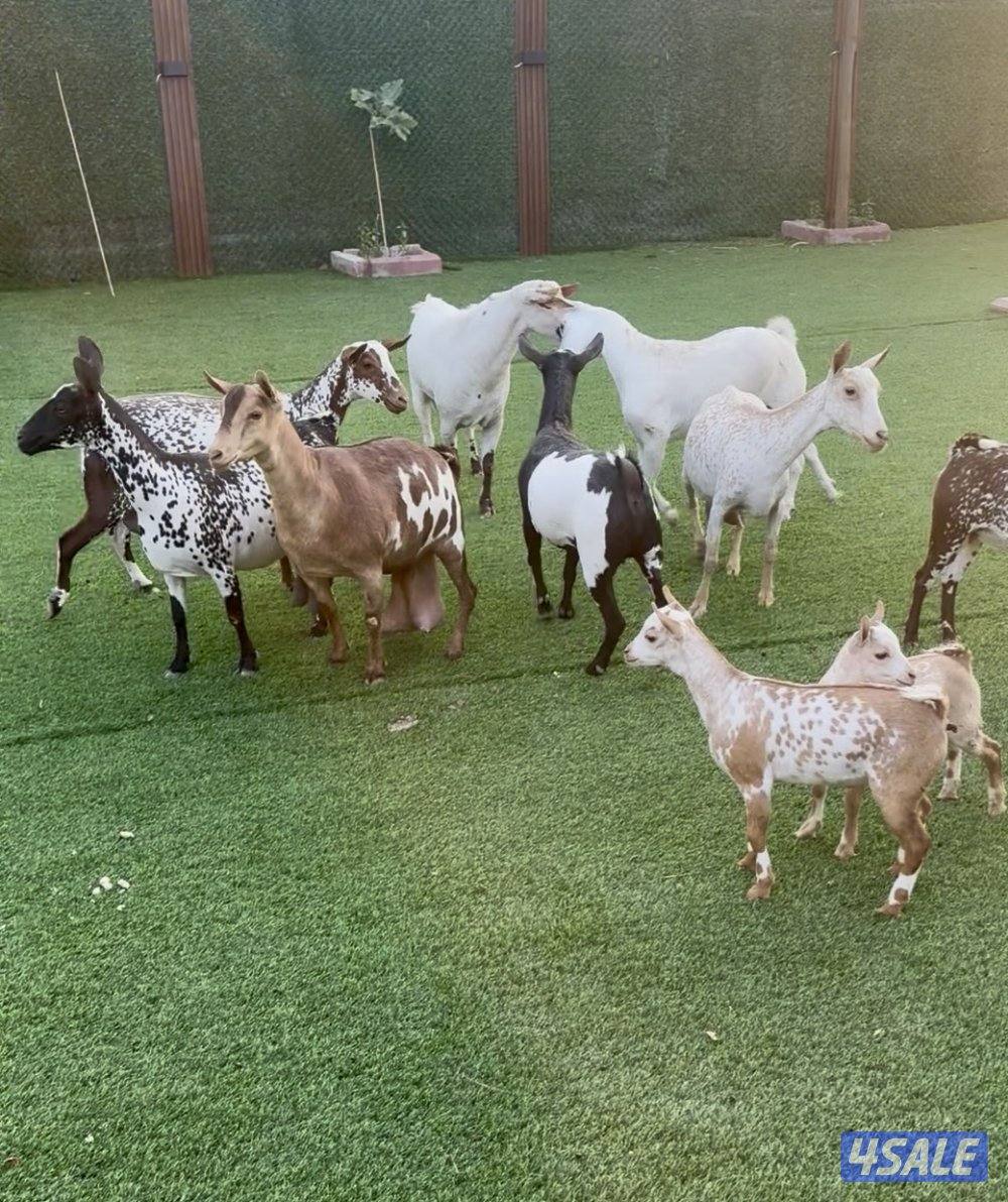 بربريات متيلات العدد ٨ وفحل ثنتين مطافيل والباقي قريب ولاده والبيع جمل0