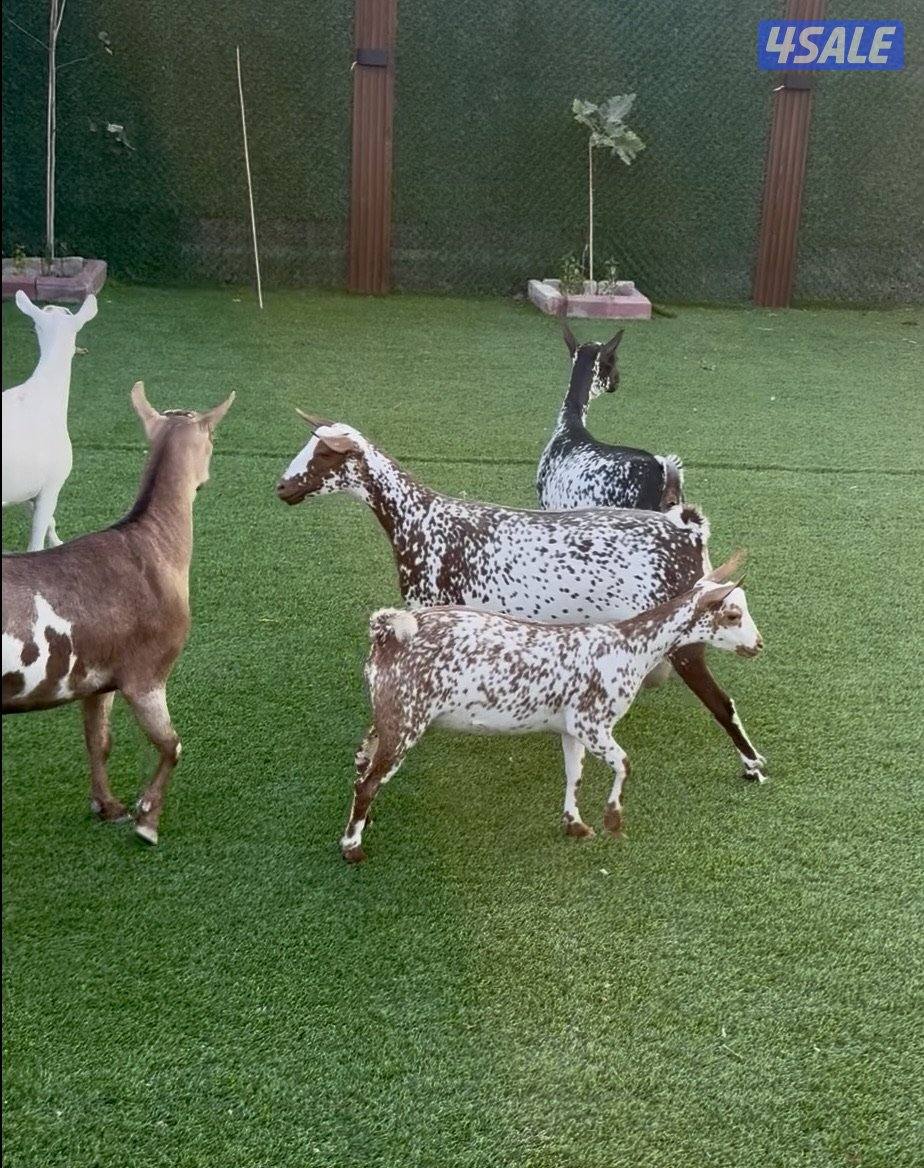 بربريات متيلات العدد ٨ وفحل ثنتين مطافيل والباقي قريب ولاده والبيع جمل2