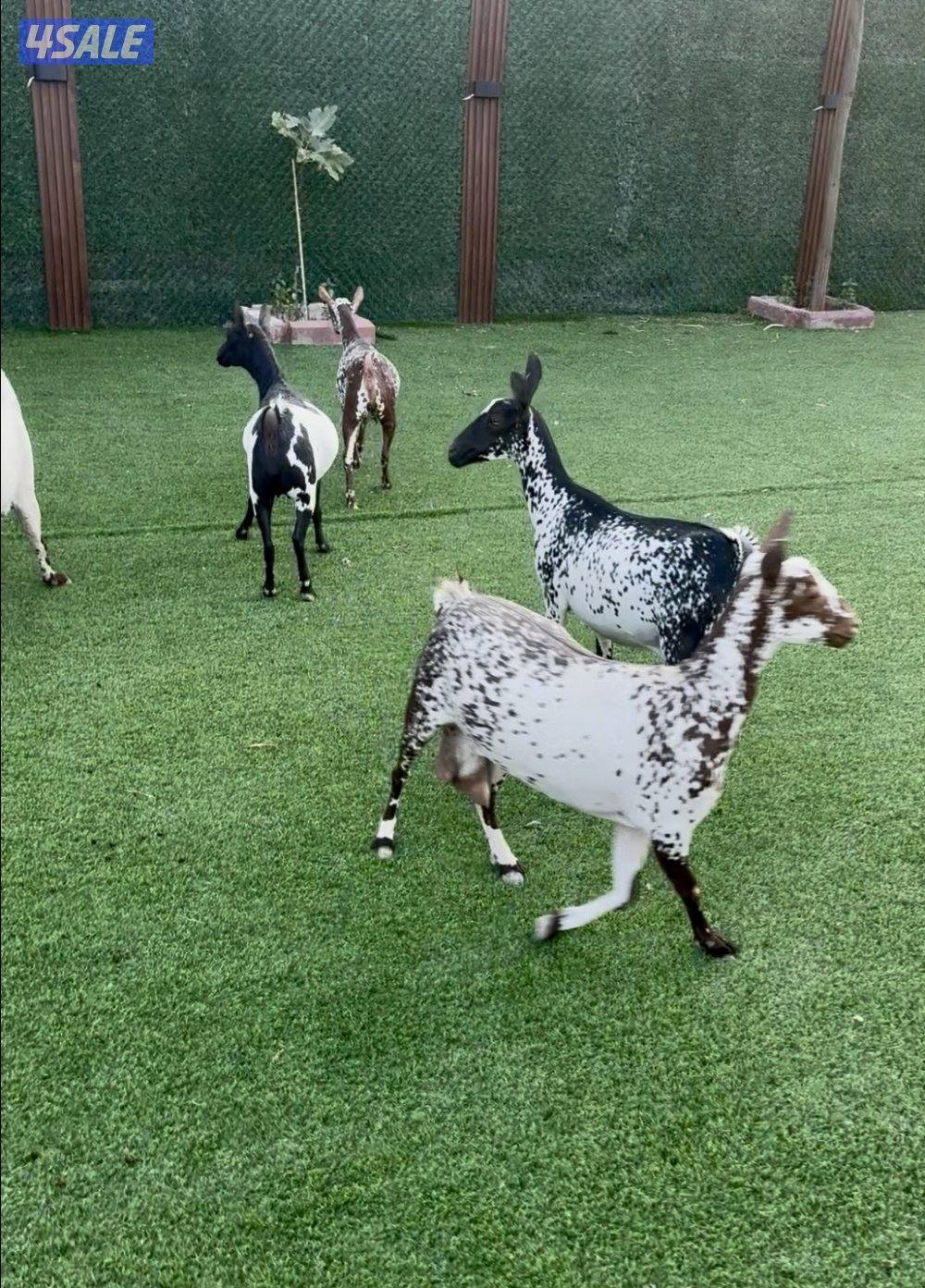 بربريات متيلات العدد ٨ وفحل ثنتين مطافيل والباقي قريب ولاده والبيع جمل1