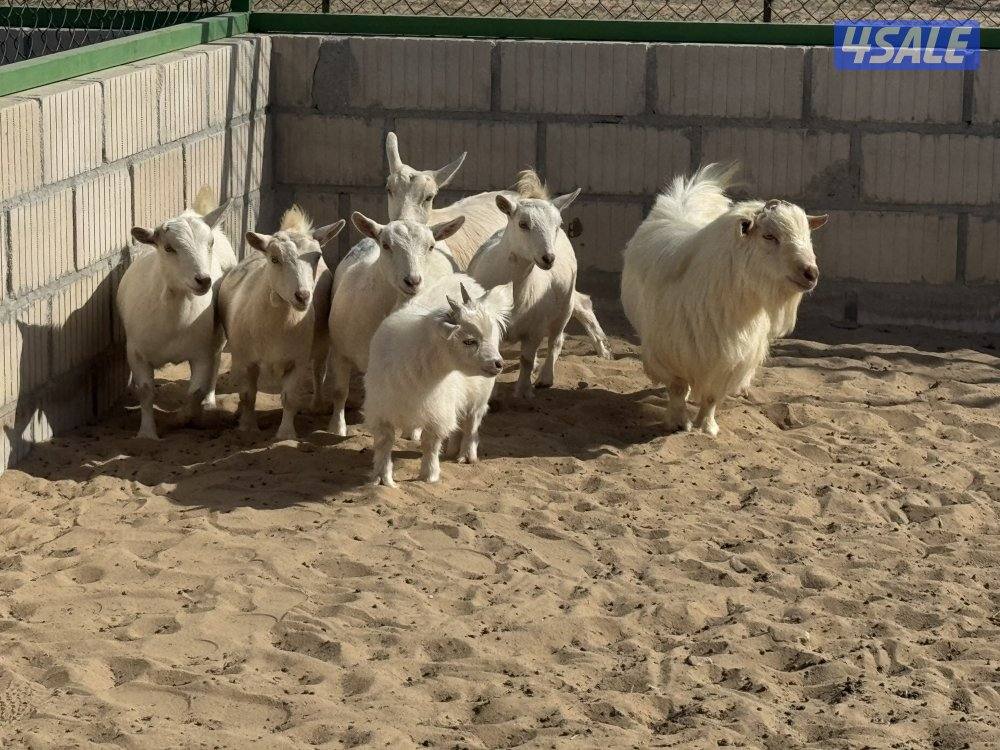 للبيع 5 معزا جيكيات مضاري شرط السونار1