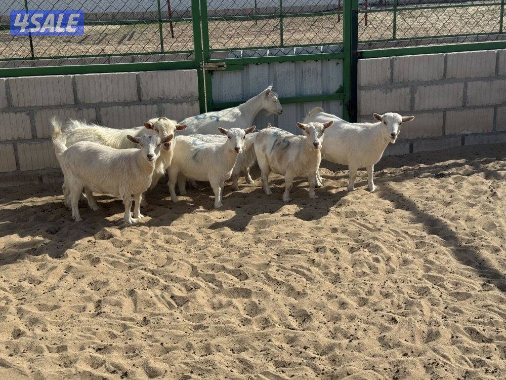 للبيع 5 معزا جيكيات مضاري شرط السونار2