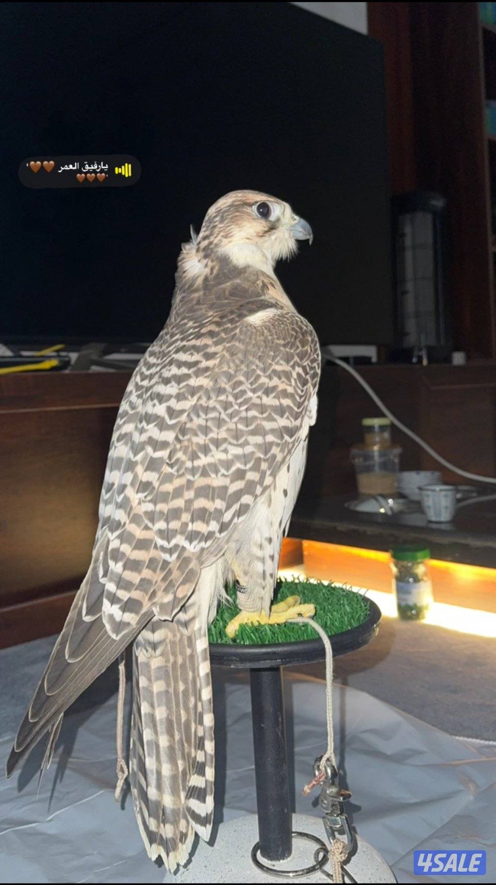 للبيع جير بريرا0