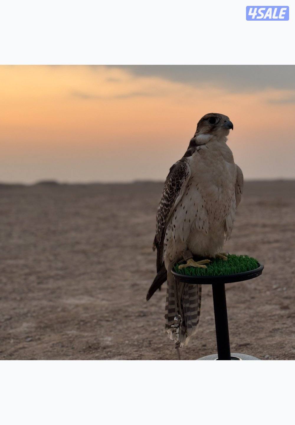 للبيع جير بريرا1