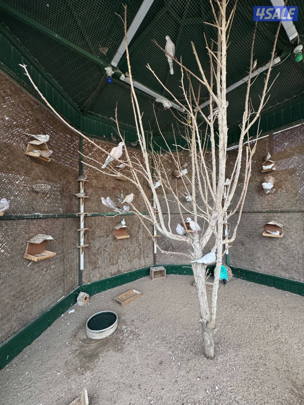 🔥 مخيم الفهد 🔥8