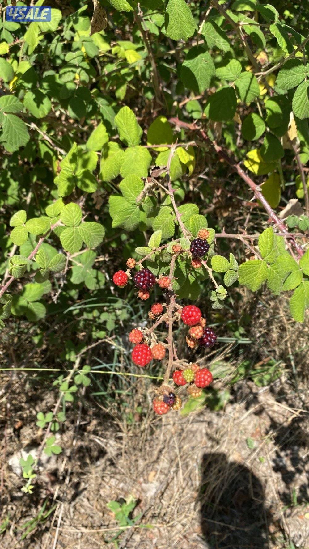 ارض عرصة سكنية في اولوداغ4