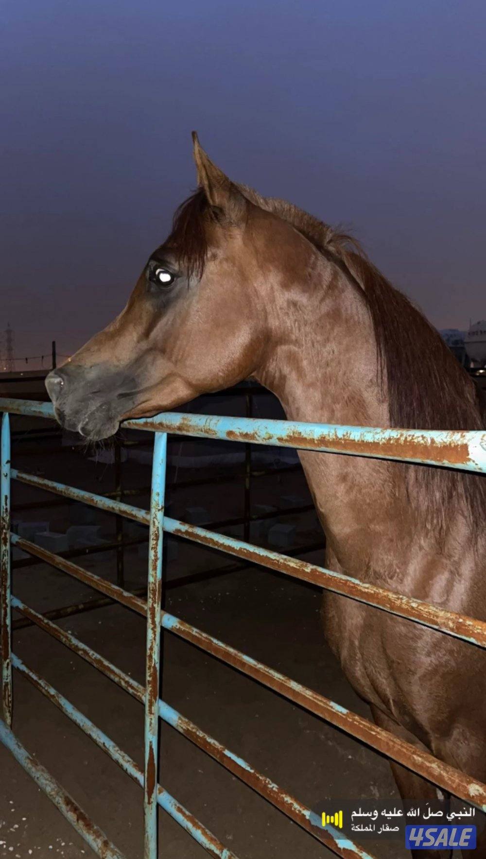 حصان واهو بوليش1