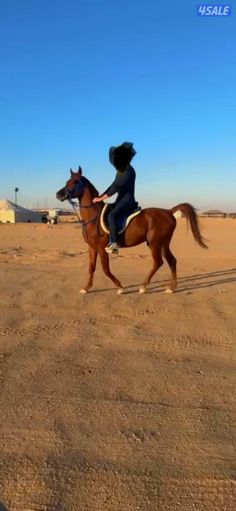 حصان واهو بوليش2