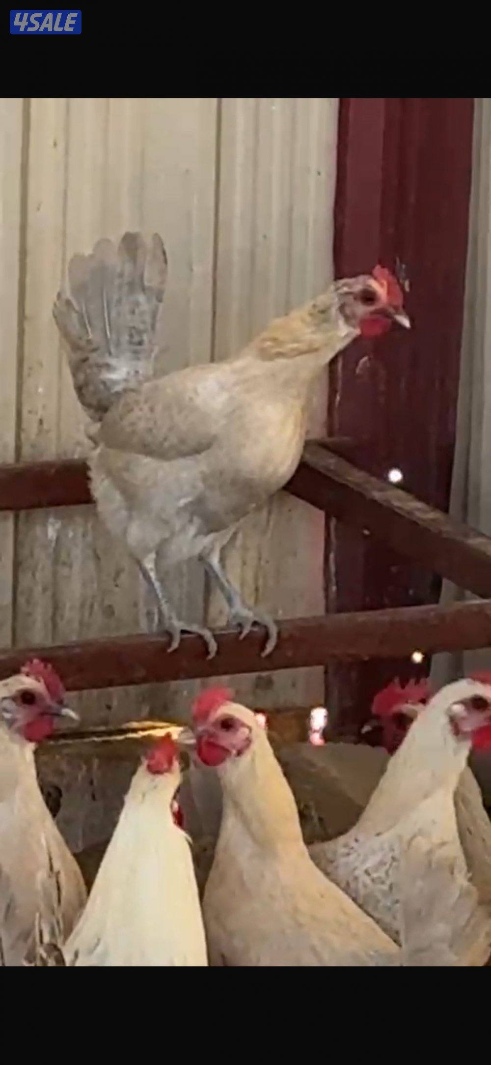 للبيع دجاج  فيومي قولد بياض2