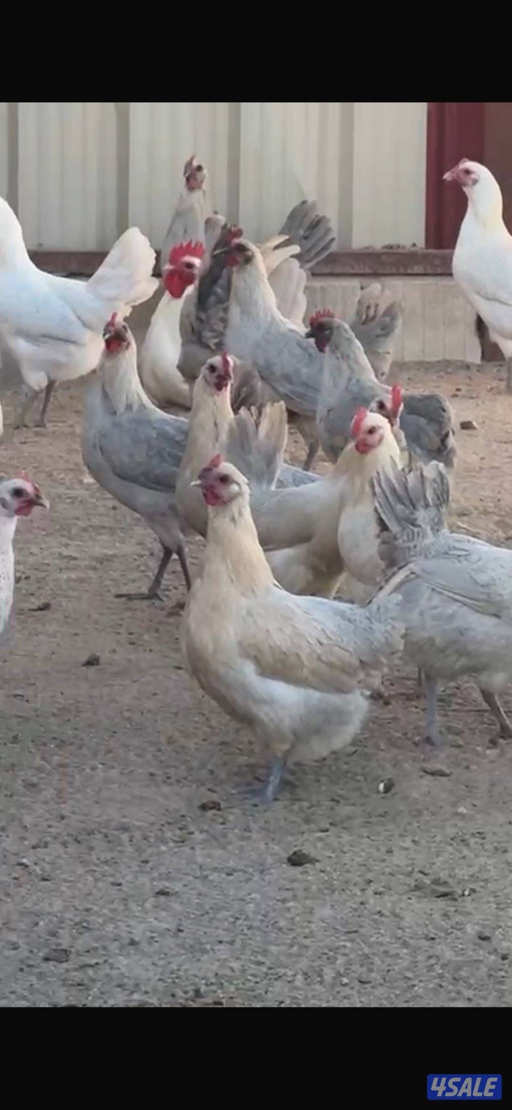 للبيع دجاج  فيومي قولد بياض3