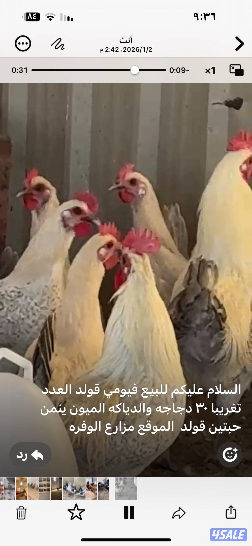 للبيع دجاج  فيومي قولد بياض4