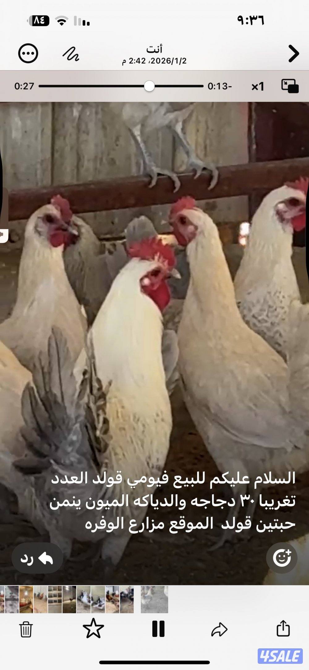 للبيع دجاج  فيومي قولد بياض6