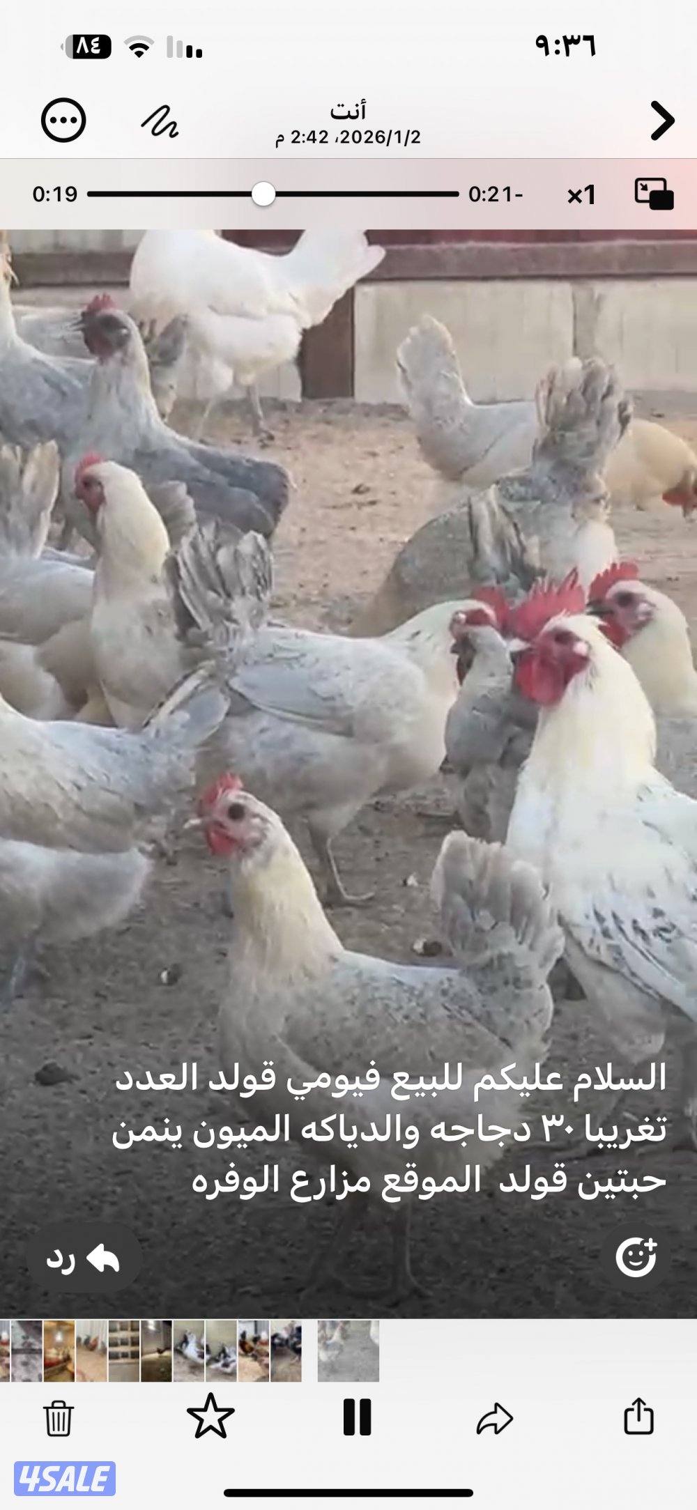 للبيع دجاج  فيومي قولد بياض8