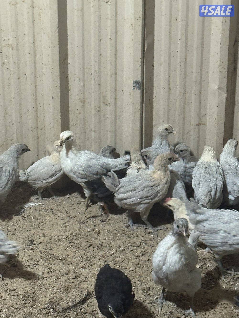 للبيع دجاج  فيومي قولد بياض9