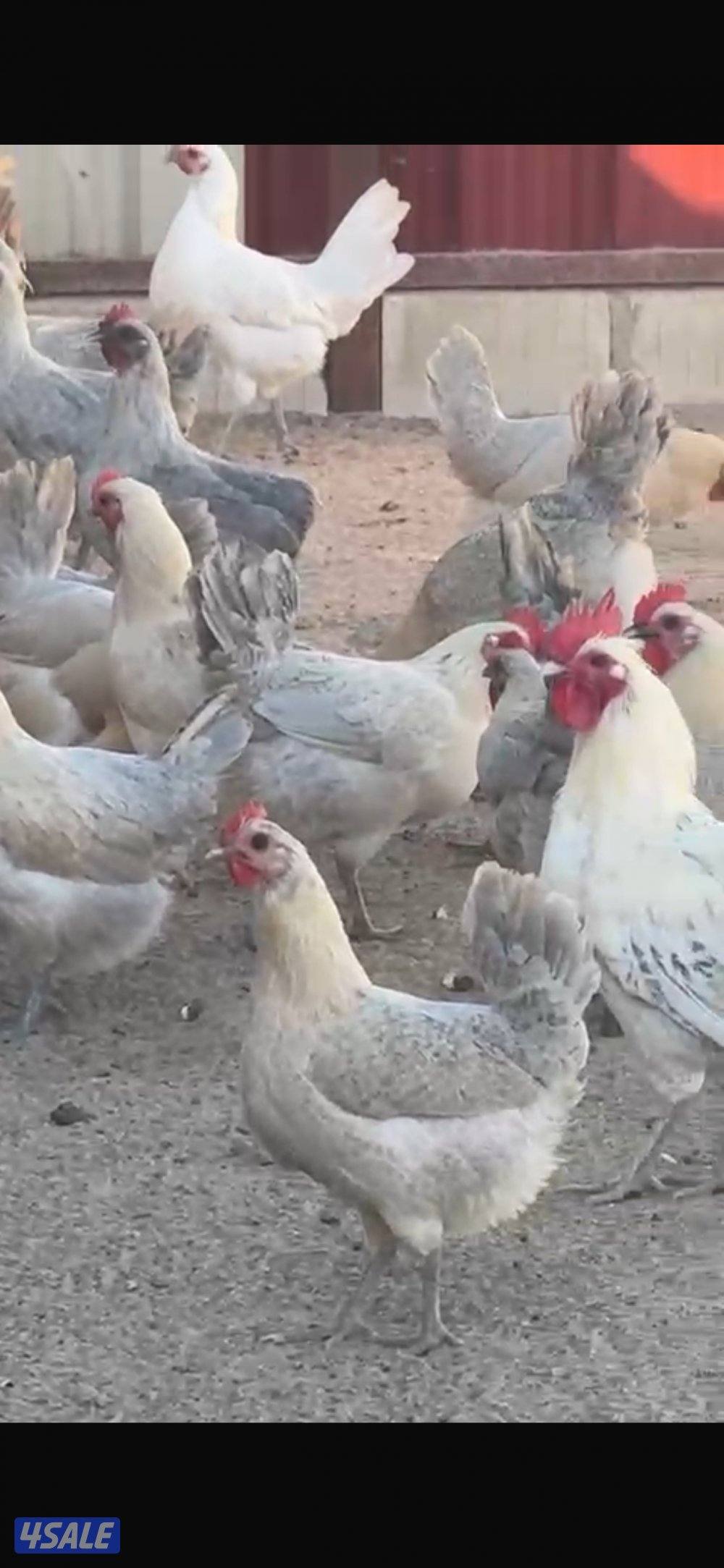 للبيع دجاج  فيومي قولد بياض10