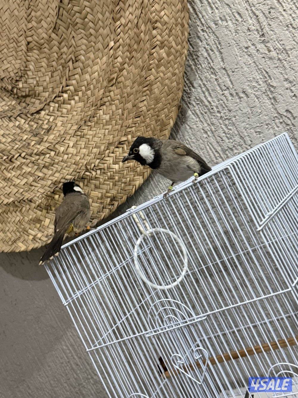 بلابل ربوه ولعوب وتغريد  عراقي وبلابل همالايا زوج انتاج1