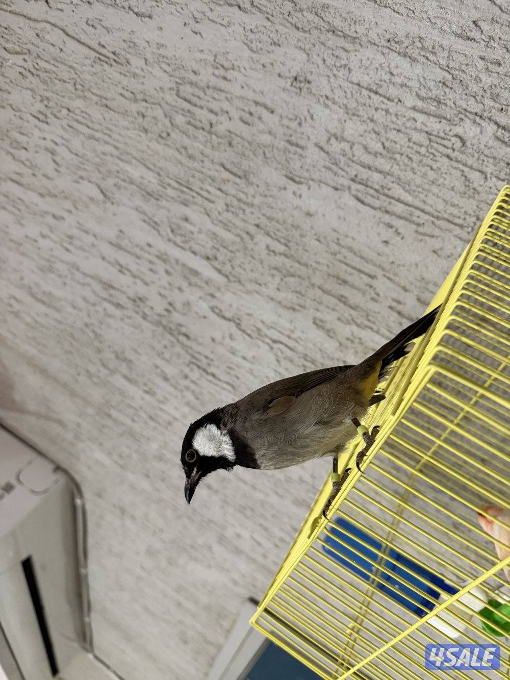 بلابل ربوه ولعوب وتغريد  عراقي وبلابل همالايا زوج انتاج2