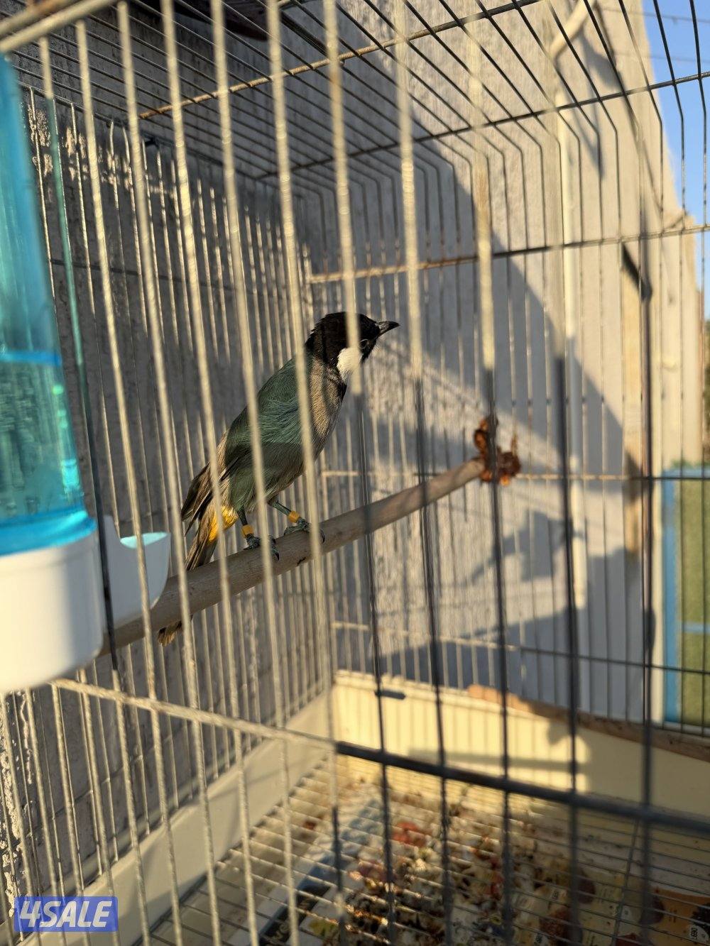 بلابل ربوه ولعوب وتغريد  عراقي وبلابل همالايا زوج انتاج4