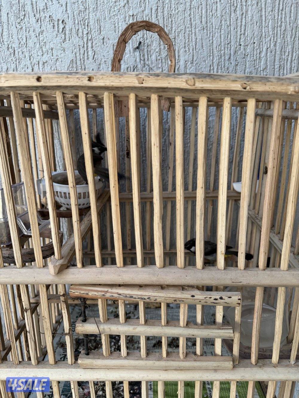 بلابل ربوه ولعوب وتغريد  عراقي وبلابل همالايا زوج انتاج5