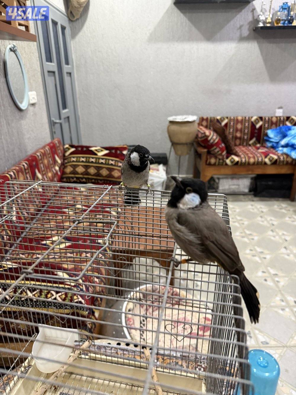 بلابل ربوه ولعوب وتغريد  عراقي وبلابل همالايا زوج انتاج6