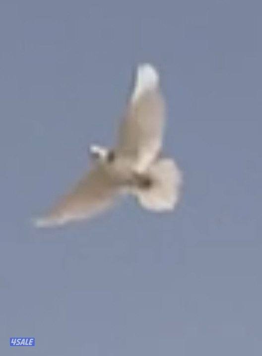 طير ابرق على احمر0