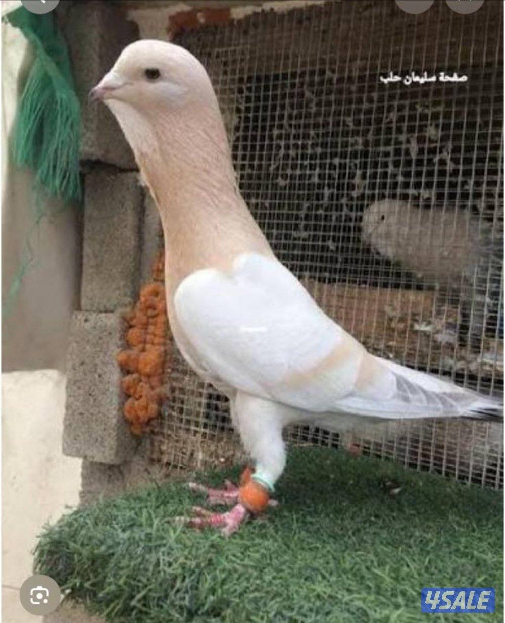 مطلوب حمام شامي0