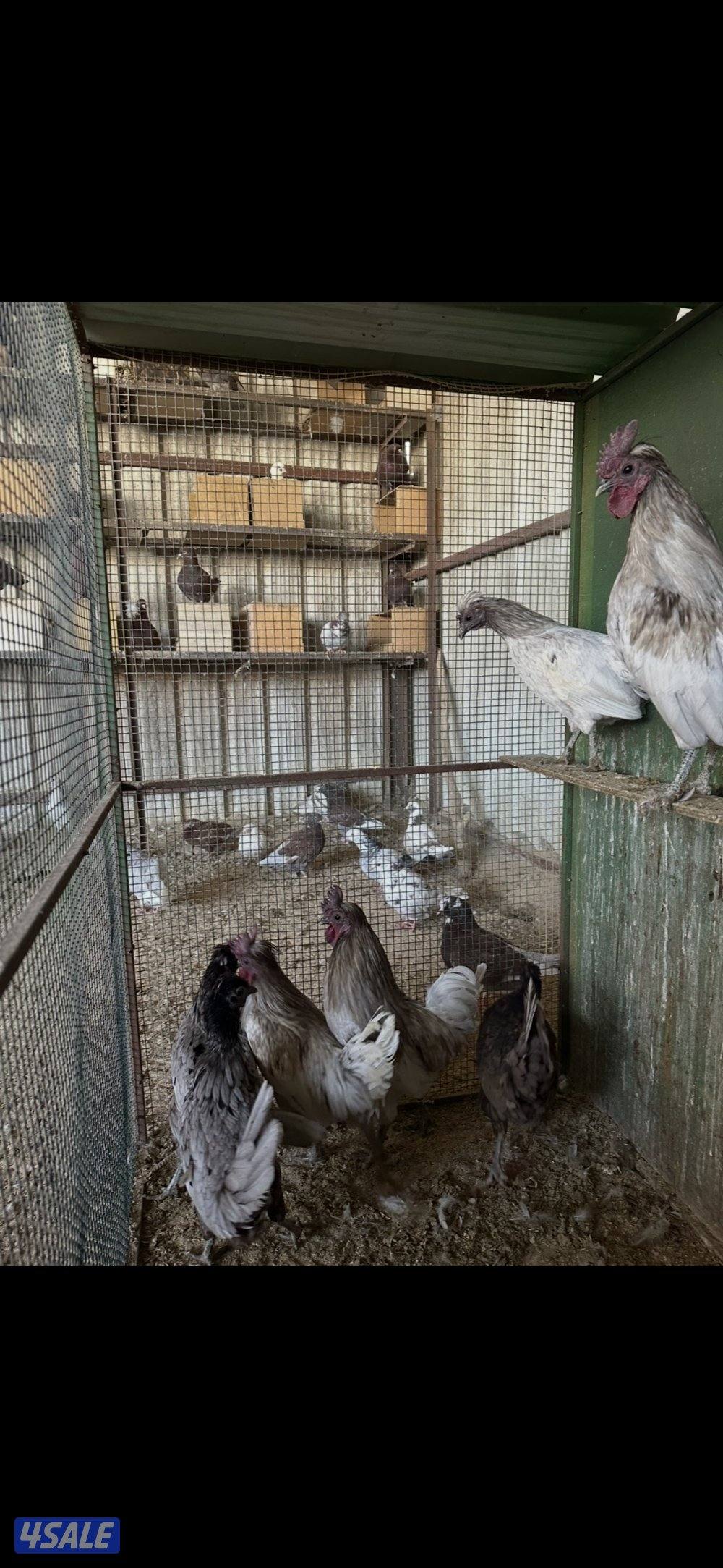 دجاج عربي حبيشيات بالوفره0