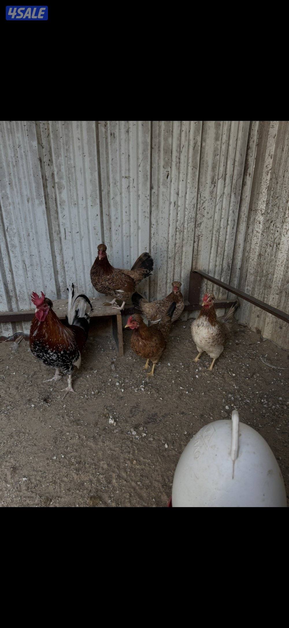 دجاج عربي حبيشيات بالوفره1