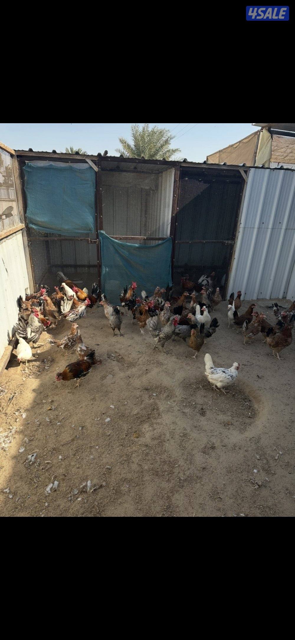 دجاج عربي حبيشيات بالوفره2