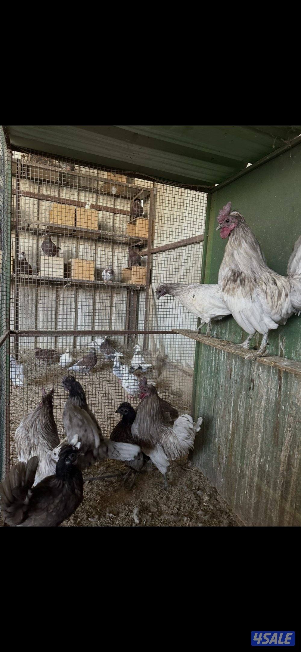 دجاج عربي حبيشيات بالوفره3