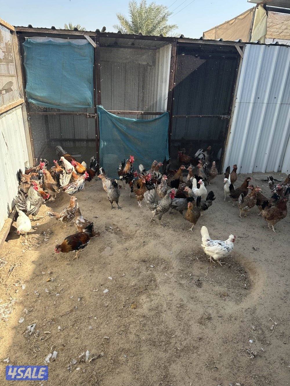 دجاج عربي حبيشيات بالوفره4