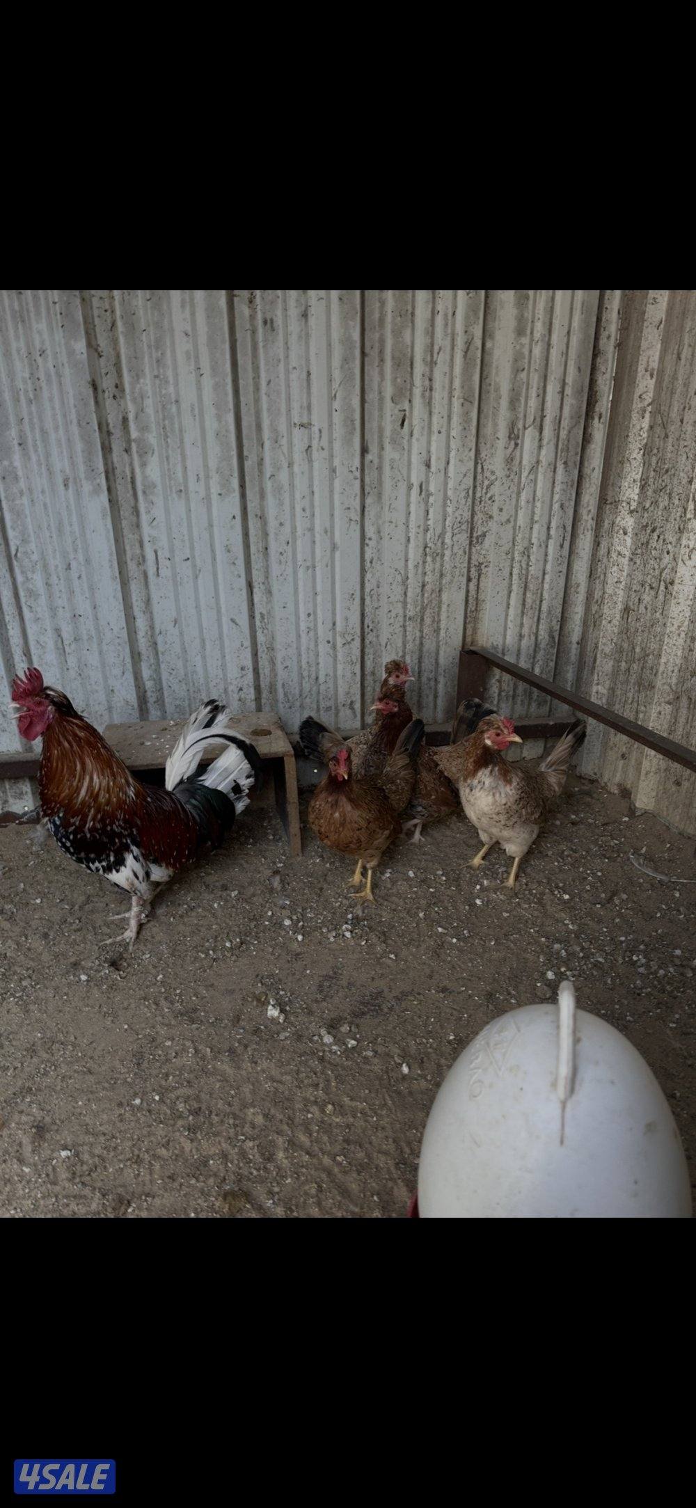 دجاج عربي حبيشيات بالوفره5